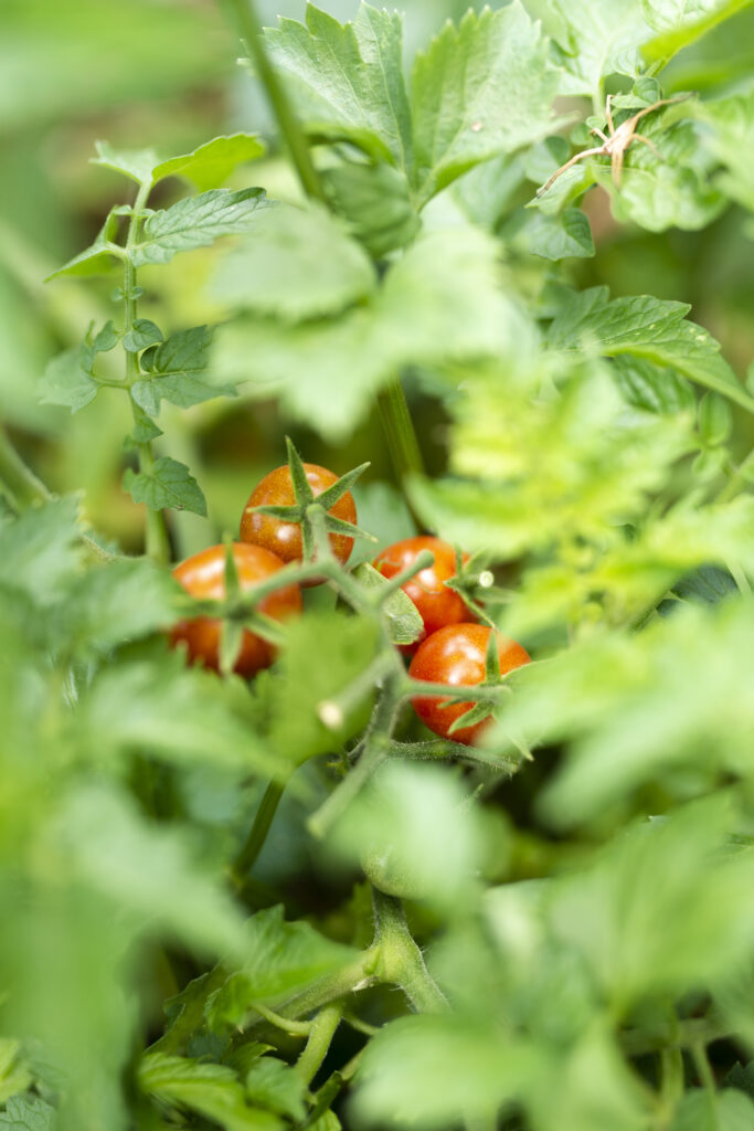 organic tomatoes hidden green leaves copy